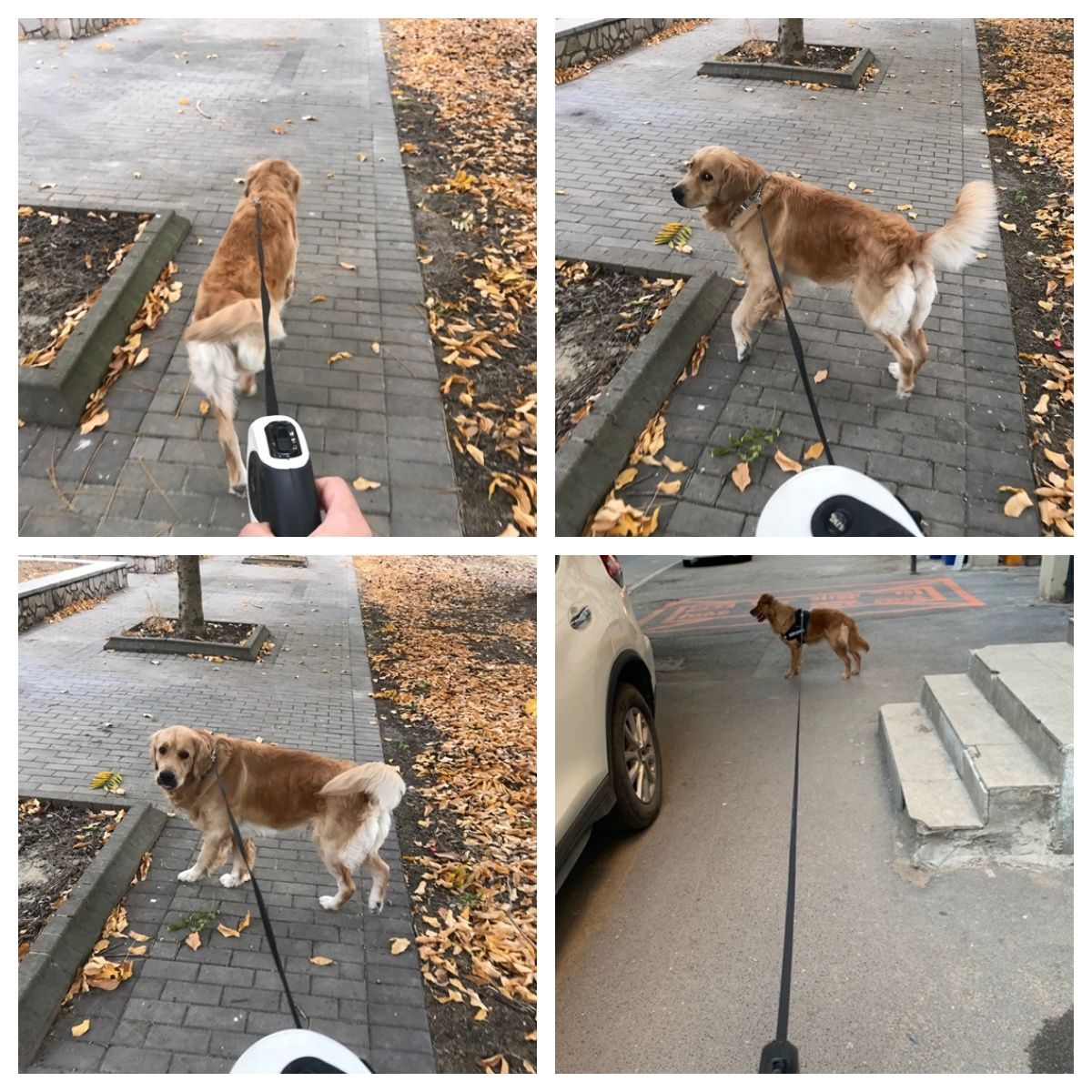 8 Meter Retractable Dog Leash with clip on poop bag Dispenser